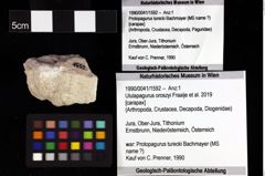 Foto (Objket + Etiketten) von Brachyura indet. 